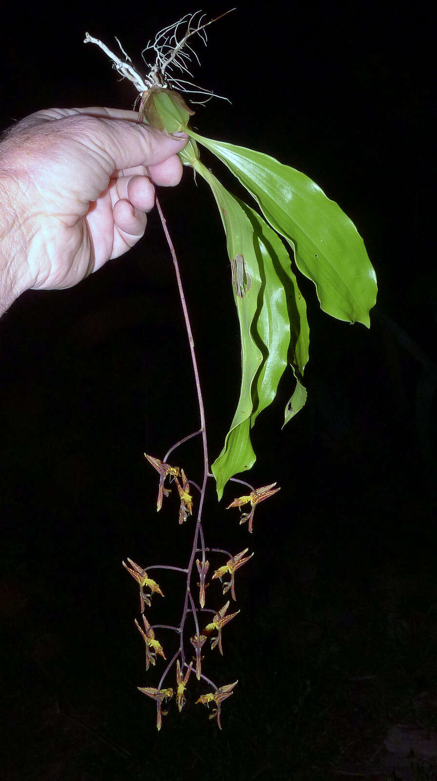 Image of Gongora