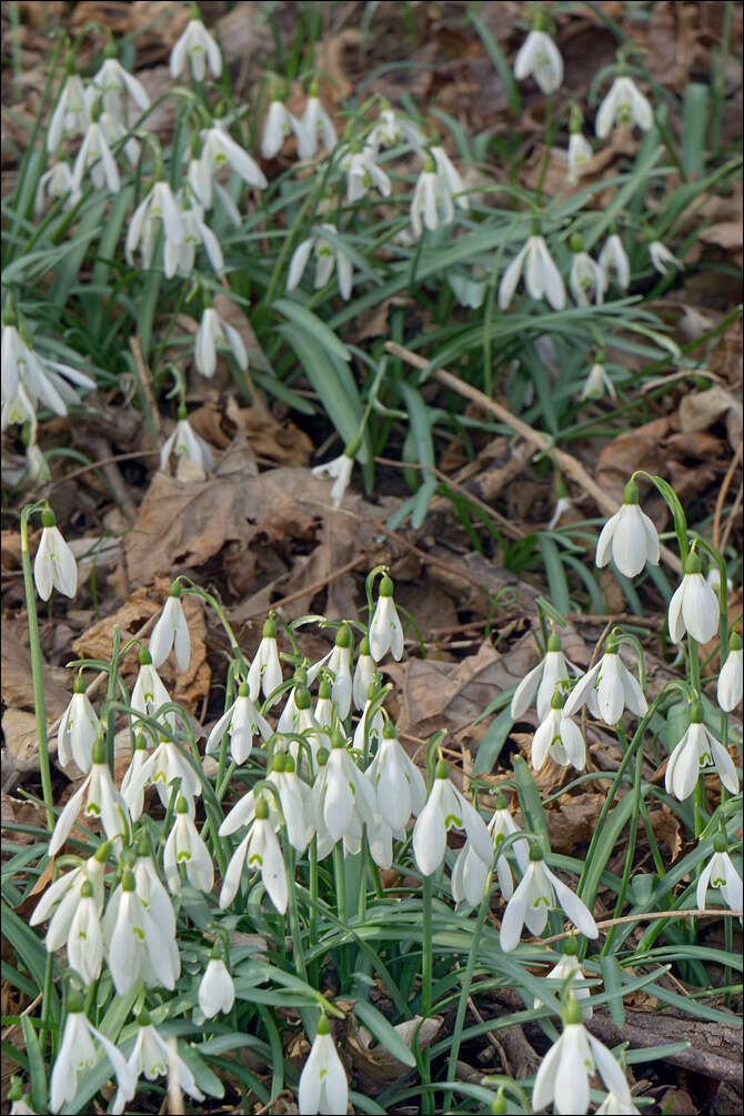 Image of Snowdrop