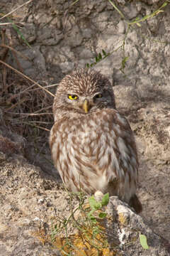 Image of Little Owl