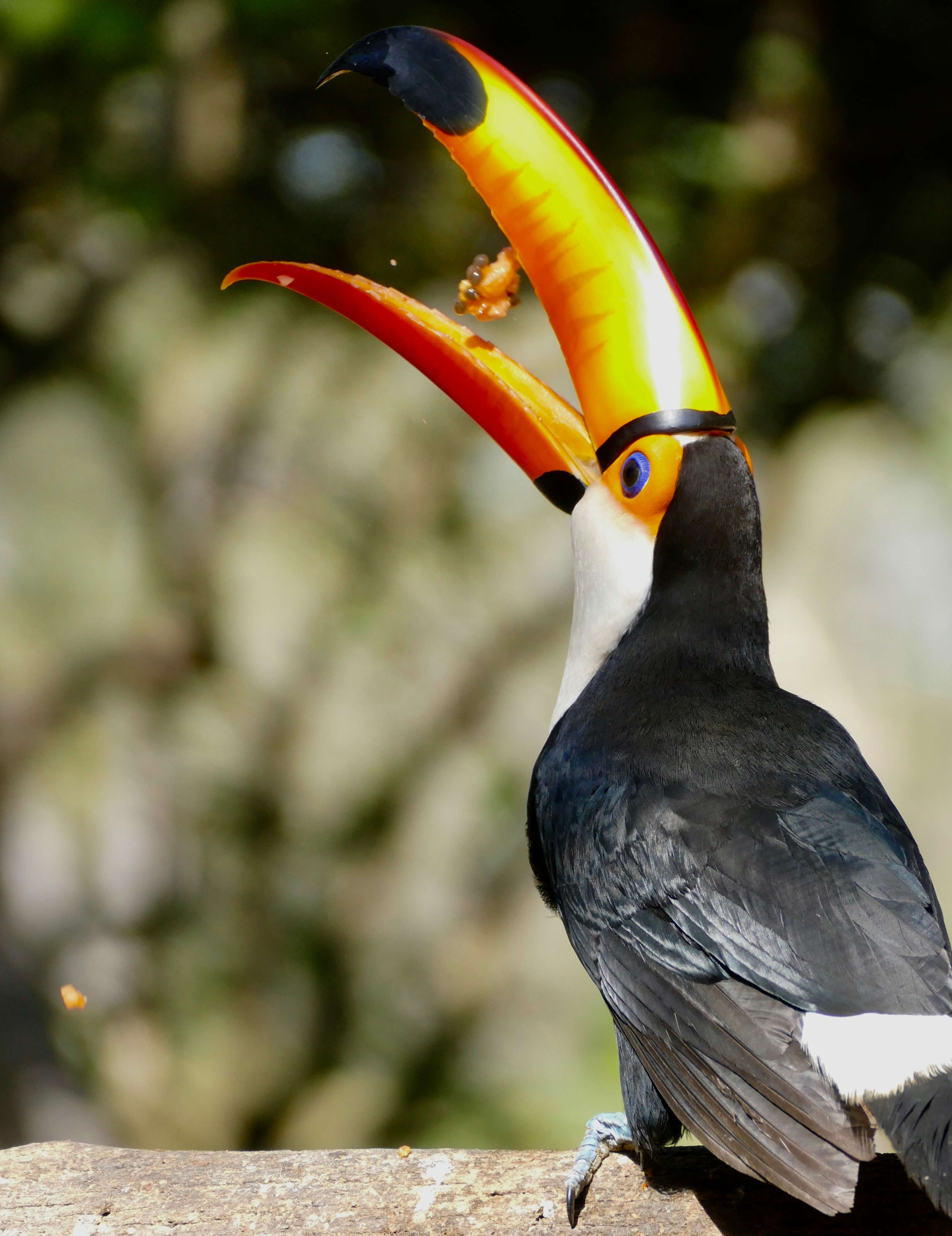 Слика од Ramphastos toco Müller & Pls 1776