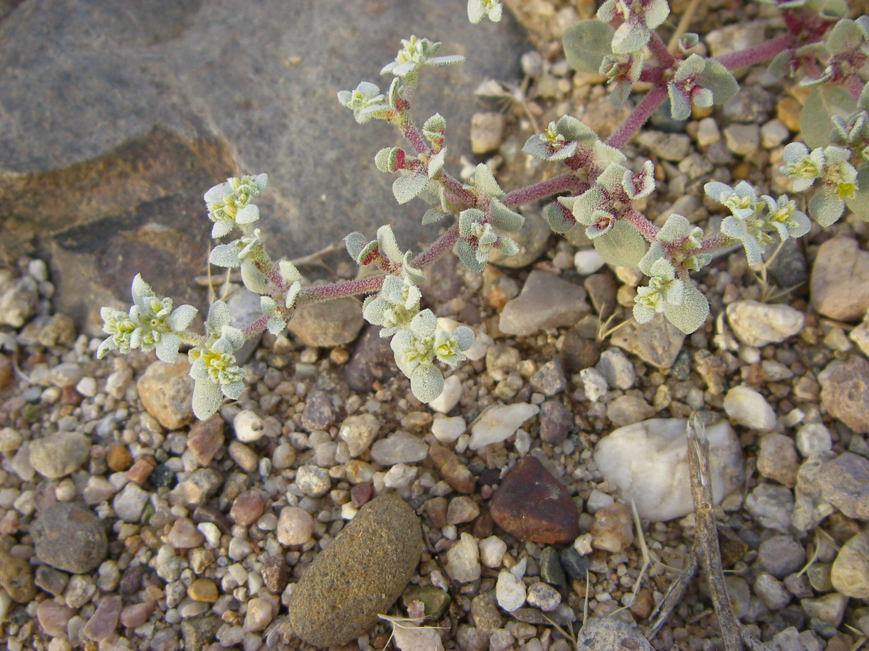 Image of woolly tidestromia