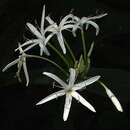 Image of Crinum asiaticum var. pedunculatum