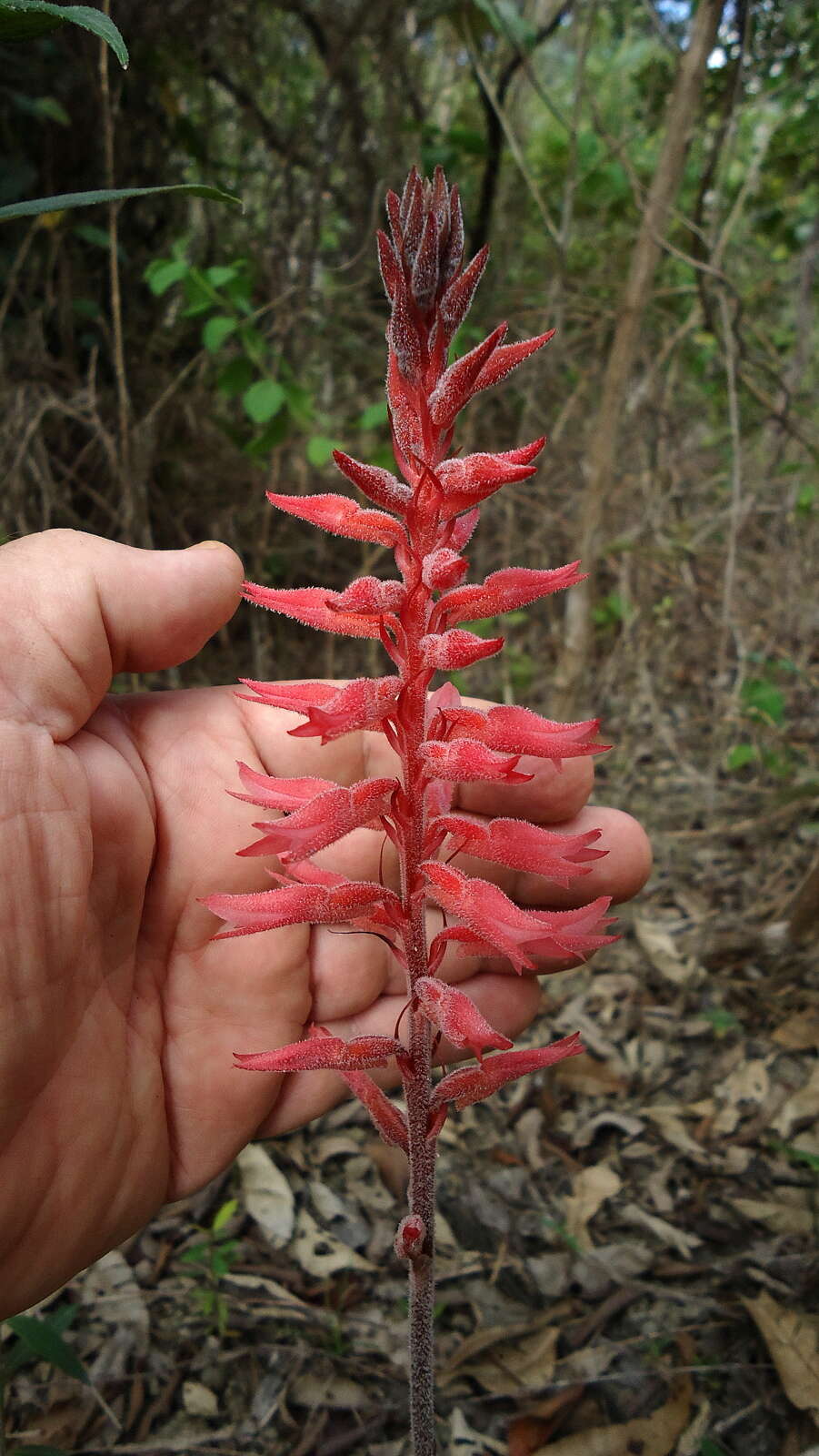 Imagem de Sacoila lanceolata