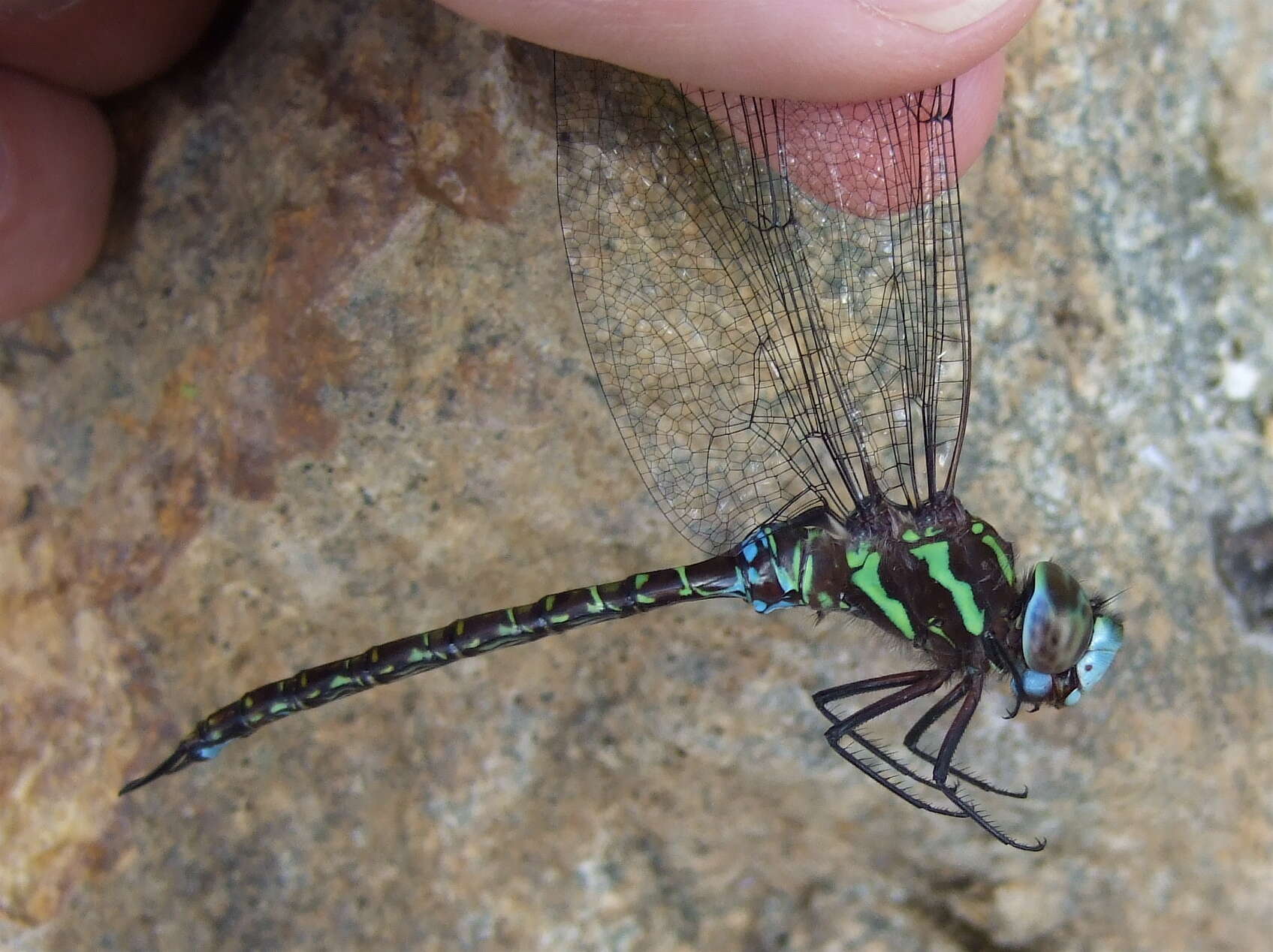 Image of Turquoise-tipped Darner