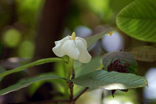 Plancia ëd Gardenia resinifera Roth