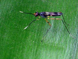 Micropezidae resmi