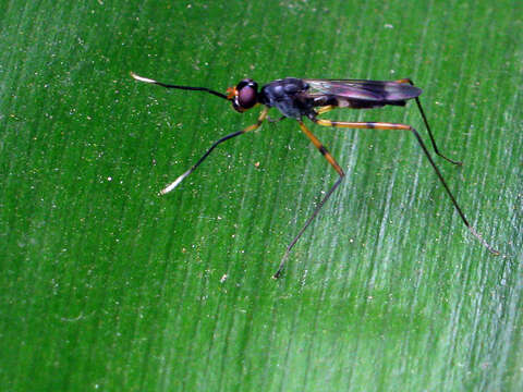 Image of stilt-legged flies