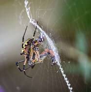 Image of Argiope