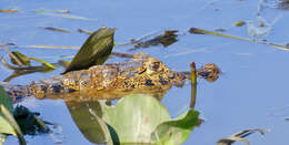 Image of Yacare caiman