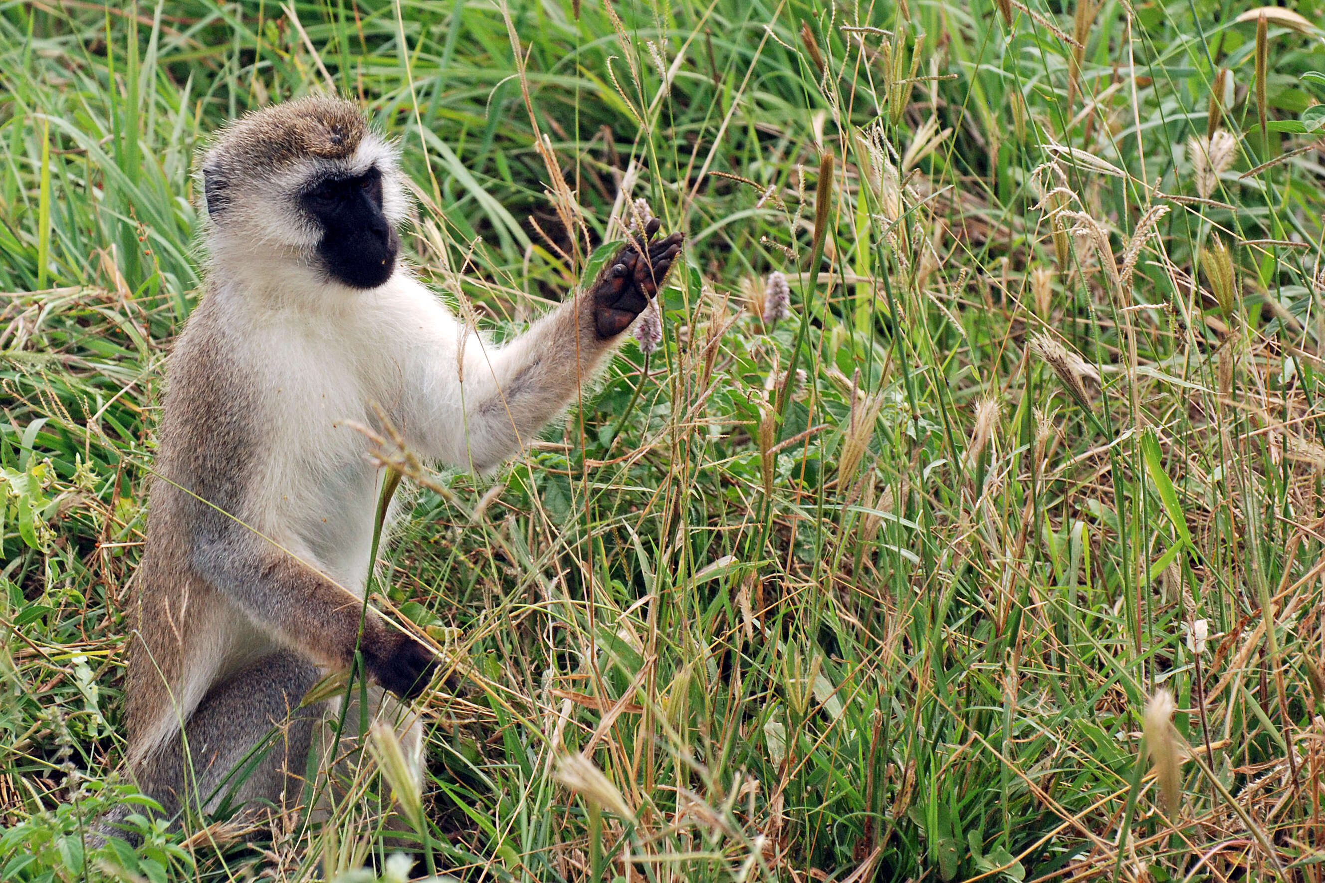 Image of Green monkeys