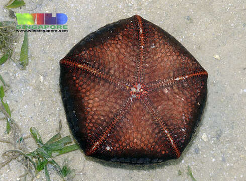 Image of Cushion star