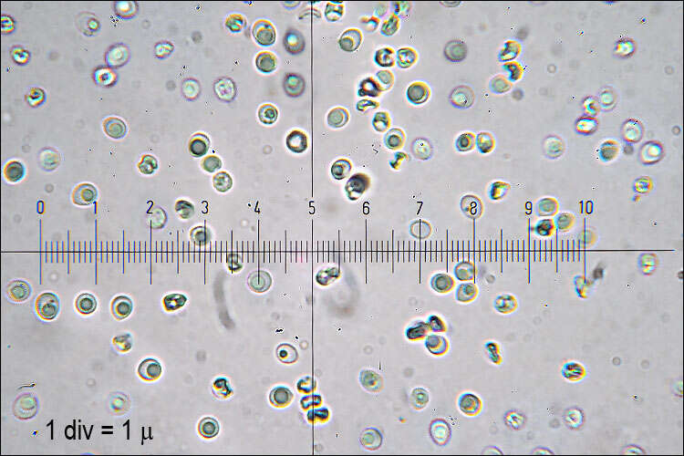 Image de Steccherinum