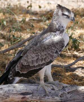 Image of Polemaetus Heine 1890