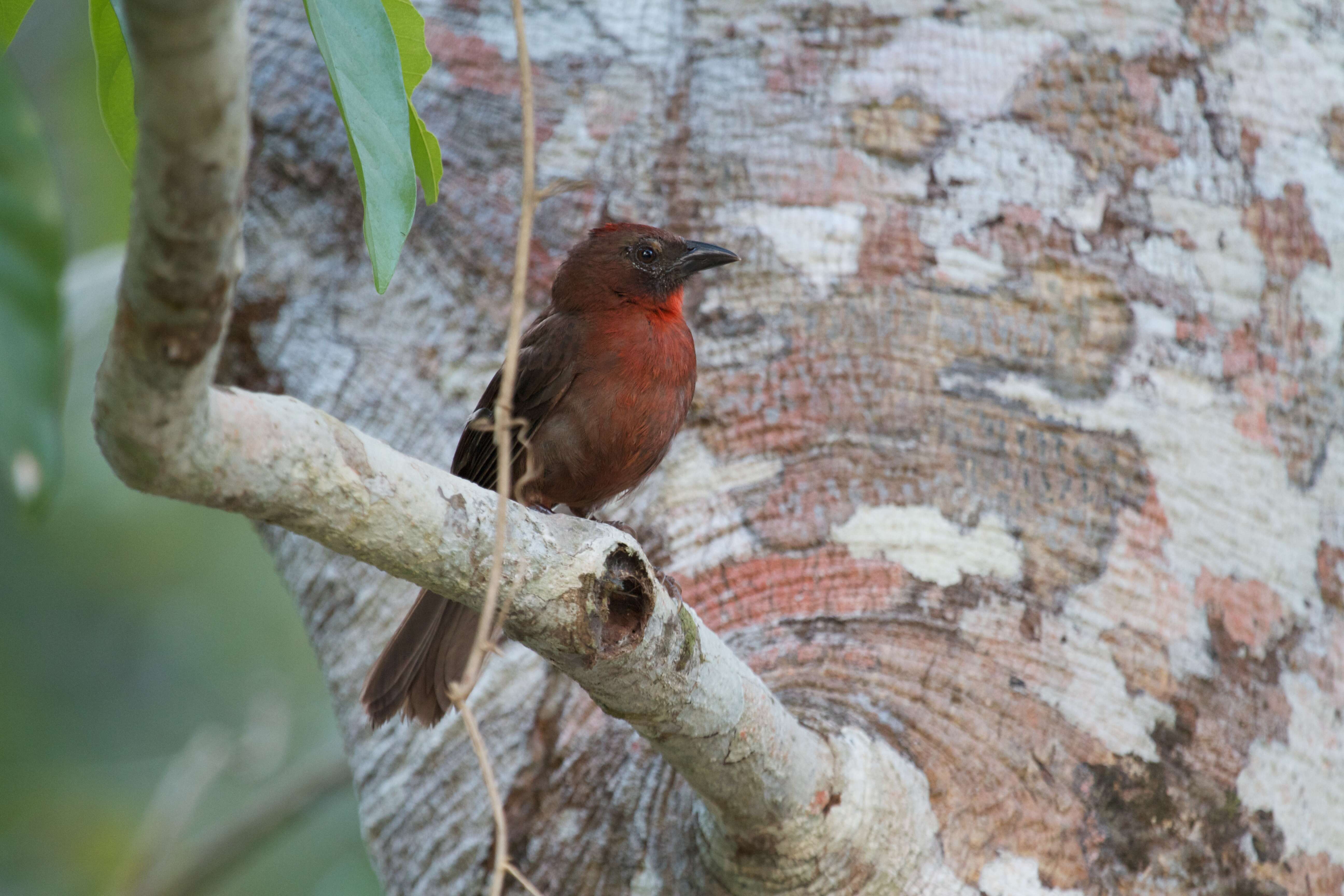 Image of tanagers