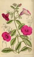 Image of Violet-flower petunia