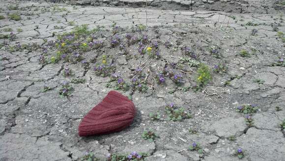 Image of Intermountain phacelia