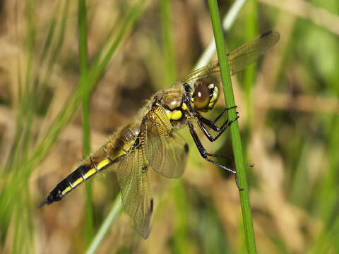 Image of Four-spotted Chaser