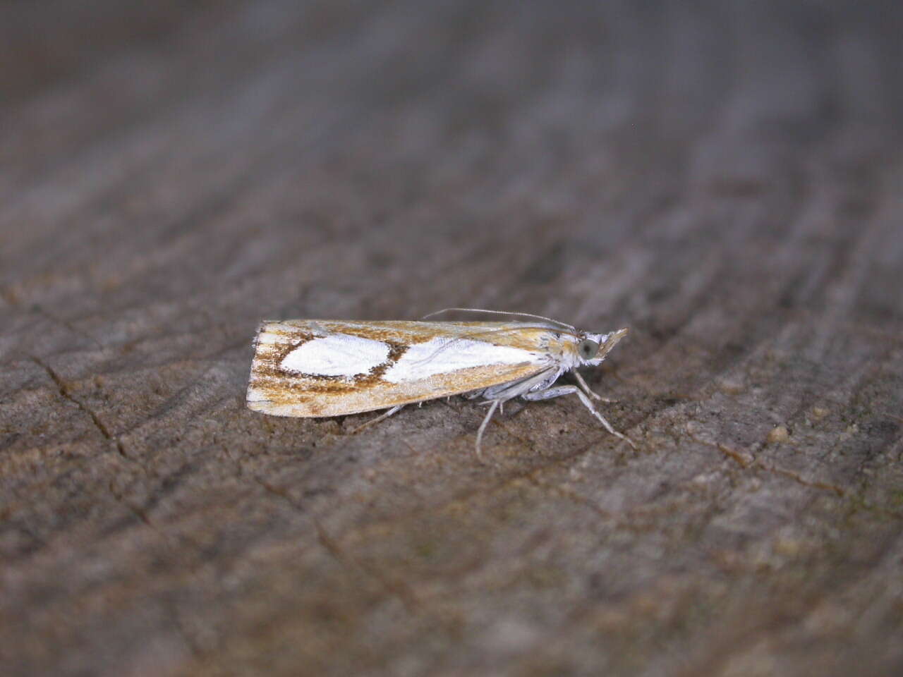 صورة Catoptria pinella Linnaeus 1758