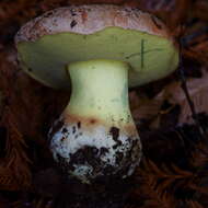 Image of butter bolete