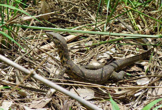 Imagem de Varanus niloticus (Linnaeus 1766)