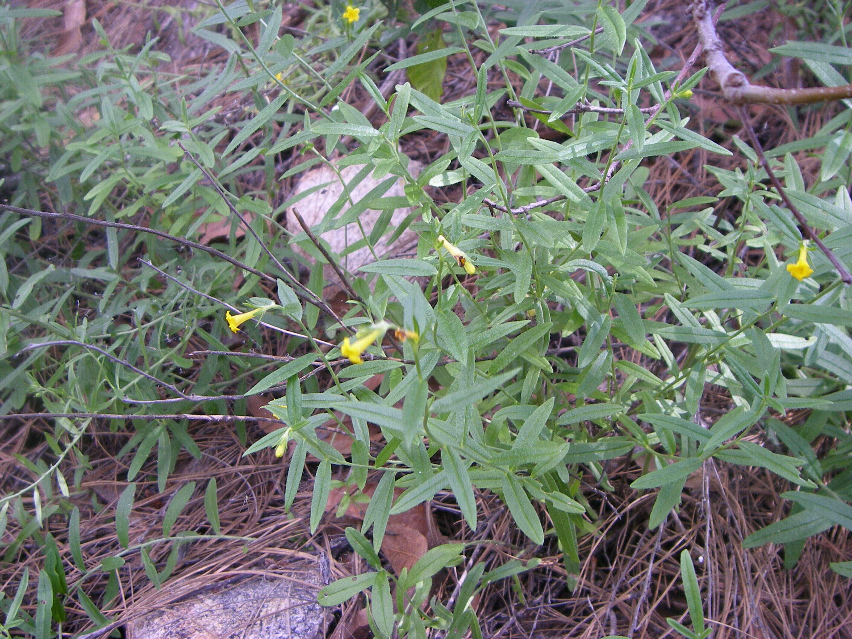 صورة Lithospermum multiflorum S. Wats.