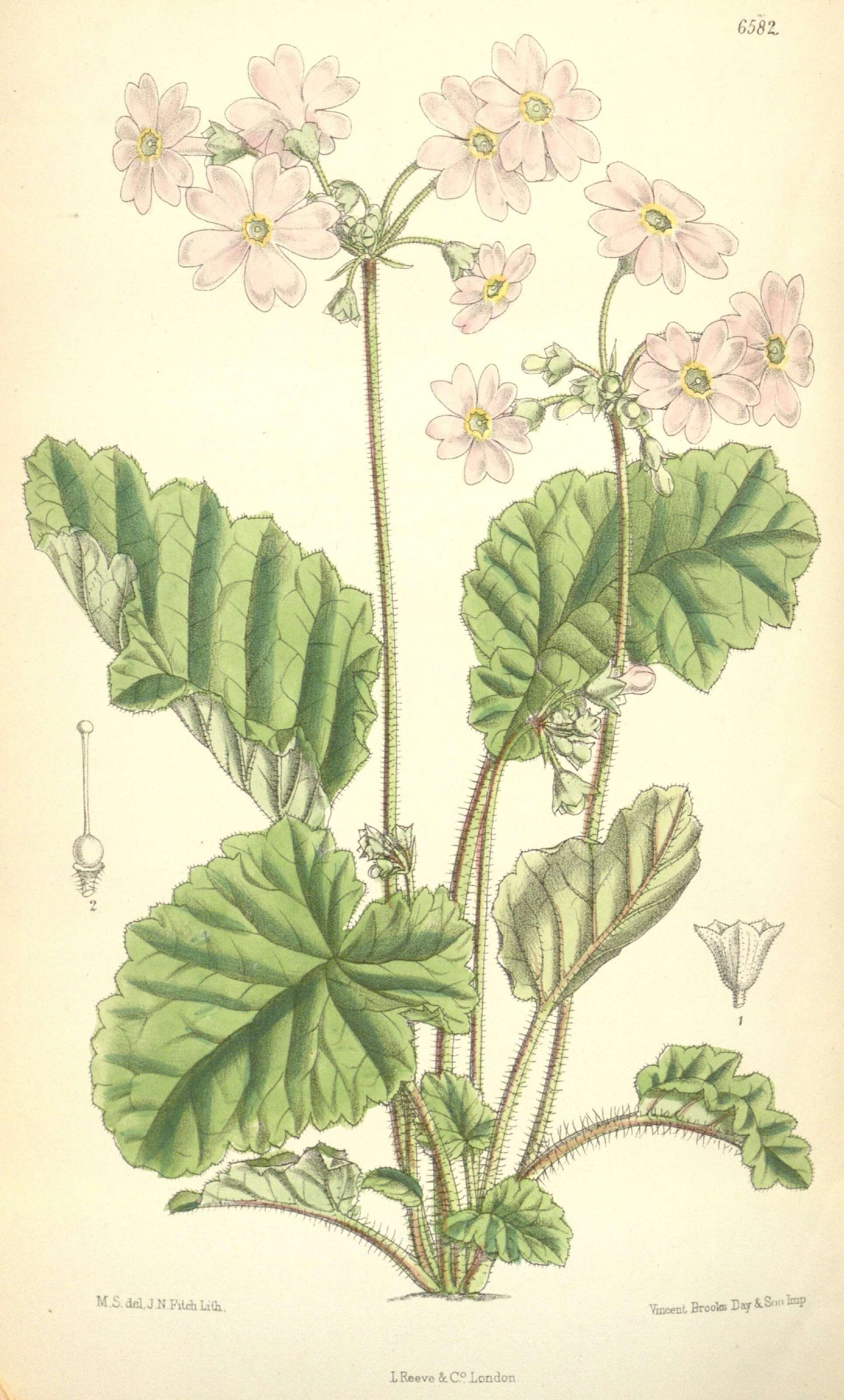 Image of Primula obconica Hance