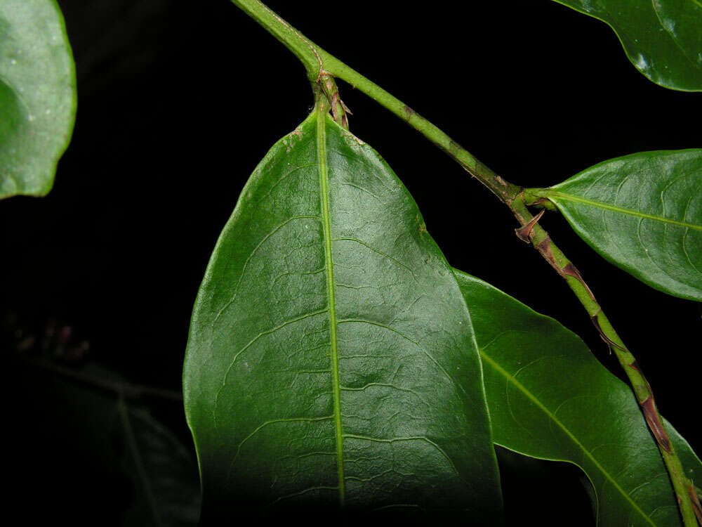 Image of Erythroxylum citrifolium A. St.-Hil.