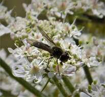 Image of Leucozona