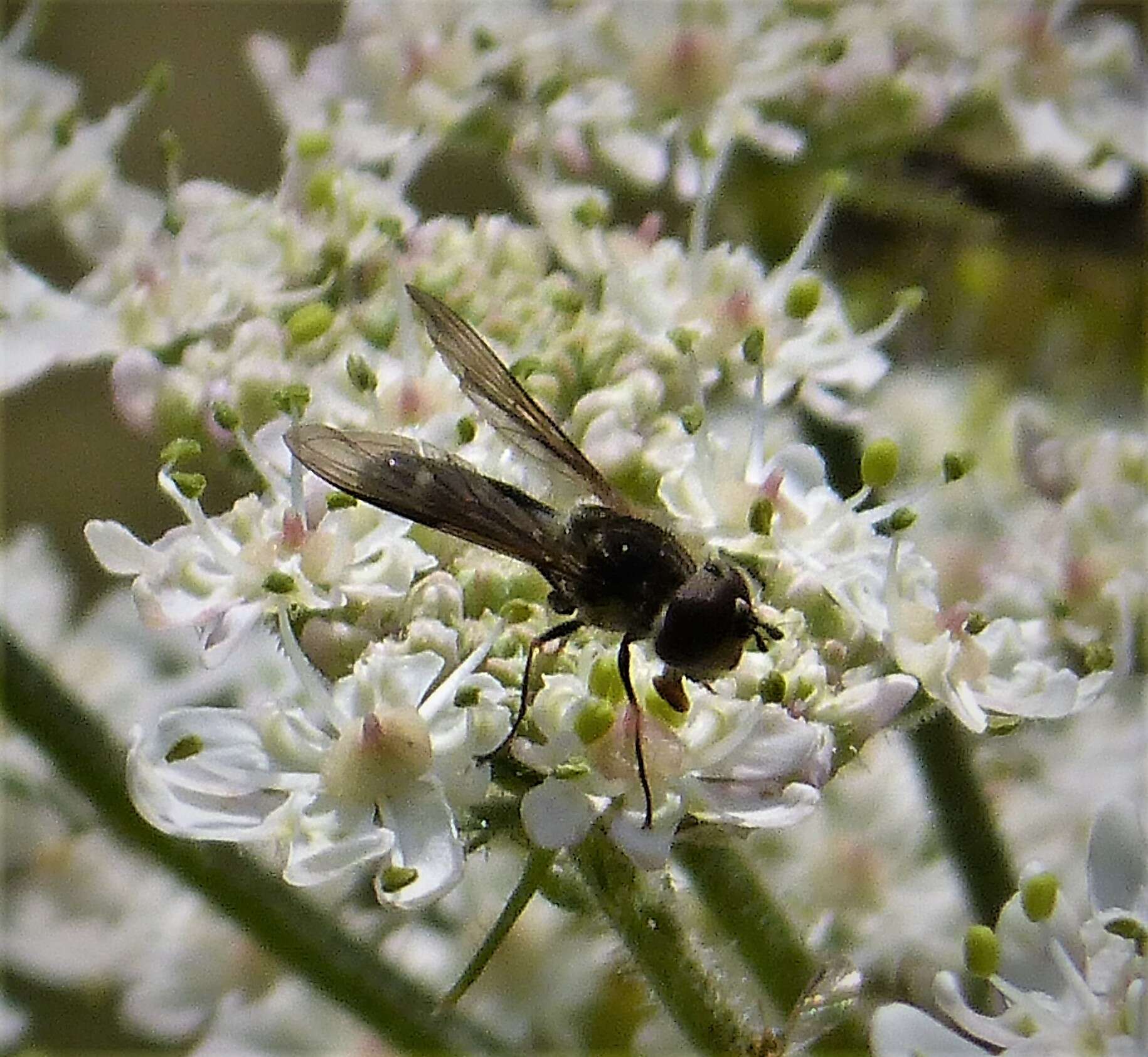 Leucozona laternaria (Muller 1776) resmi