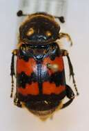 Nicrophorus (Nicrophorus) sepulchralis (Heer 1841) resmi