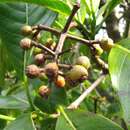 Imagem de Psychotria hawaiiensis (A. Gray) Fosberg