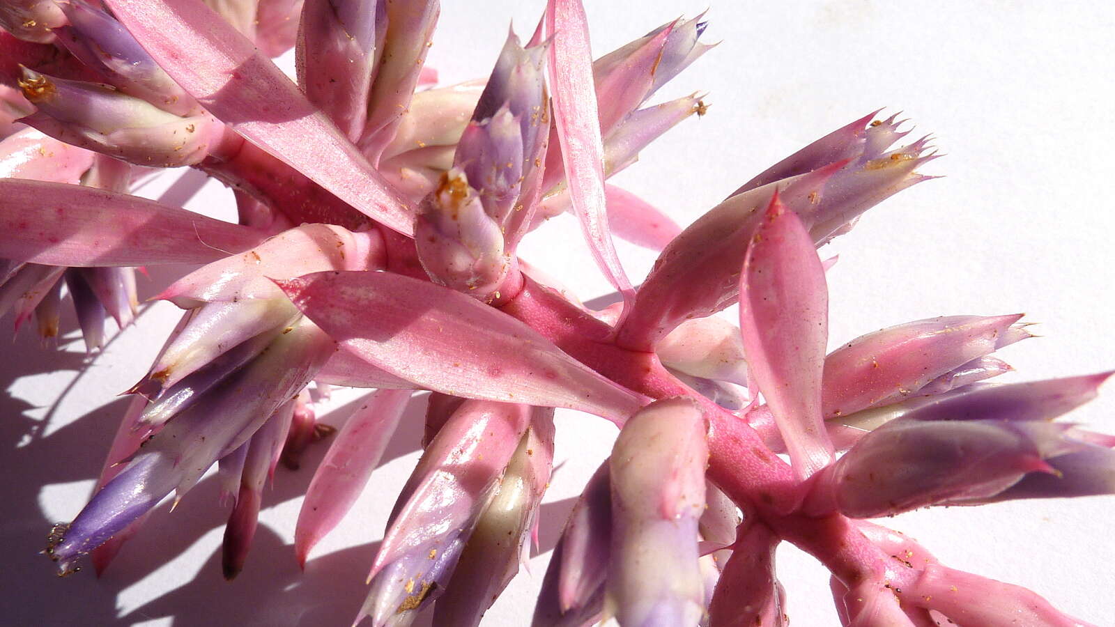 Image of Aechmea marauensis Leme