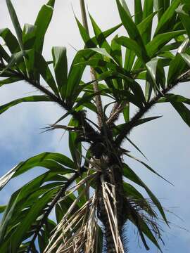 Image of Bactris ferruginea Burret