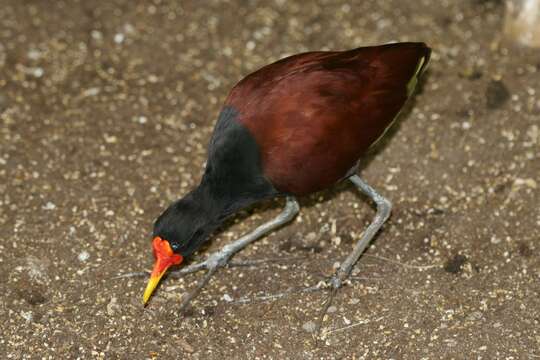 Image of Wattled Jacana