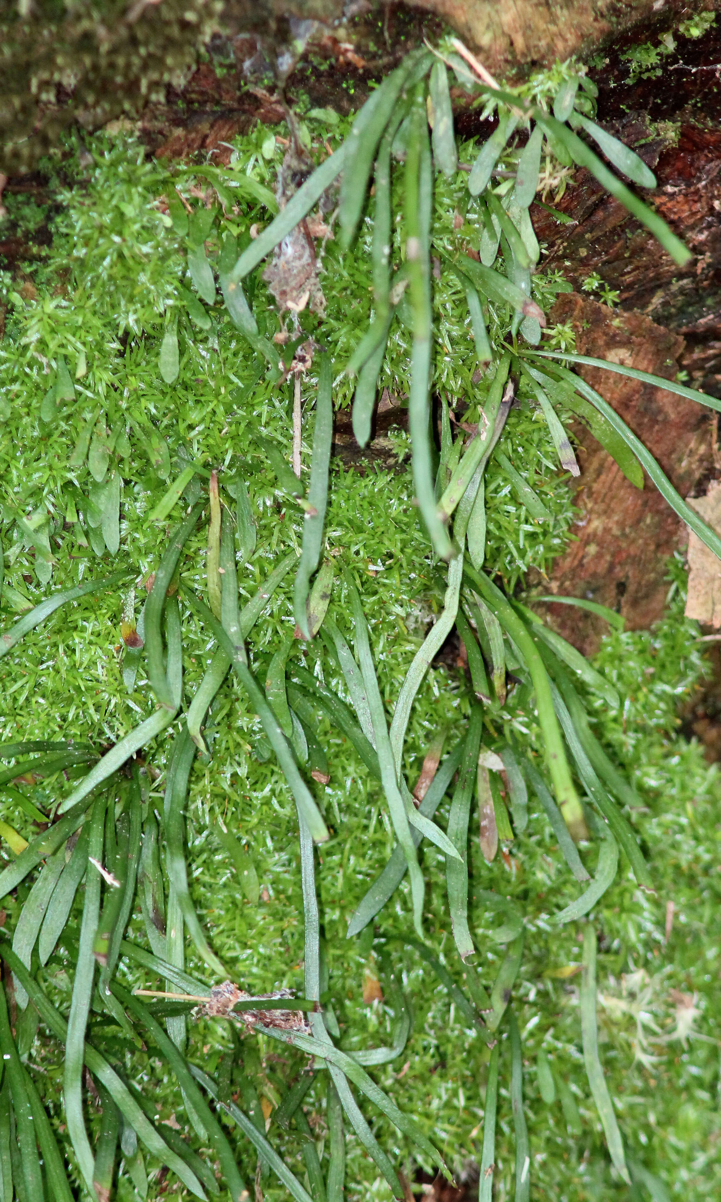 Image of Shoelace fern