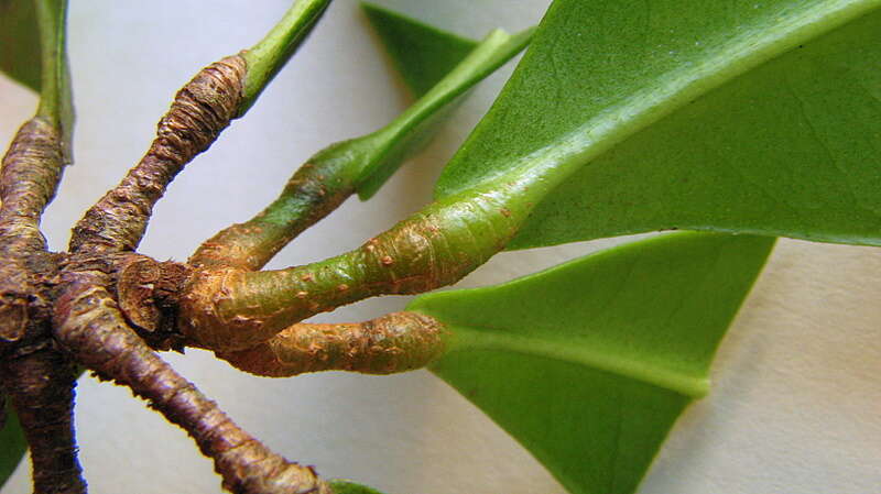 Image of Esenbeckia grandiflora Mart.