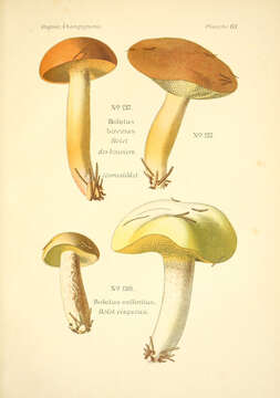 Image of Suillus bovinus (L.) Roussel 1796