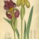 Image of Iris reichenbachii Heuff.