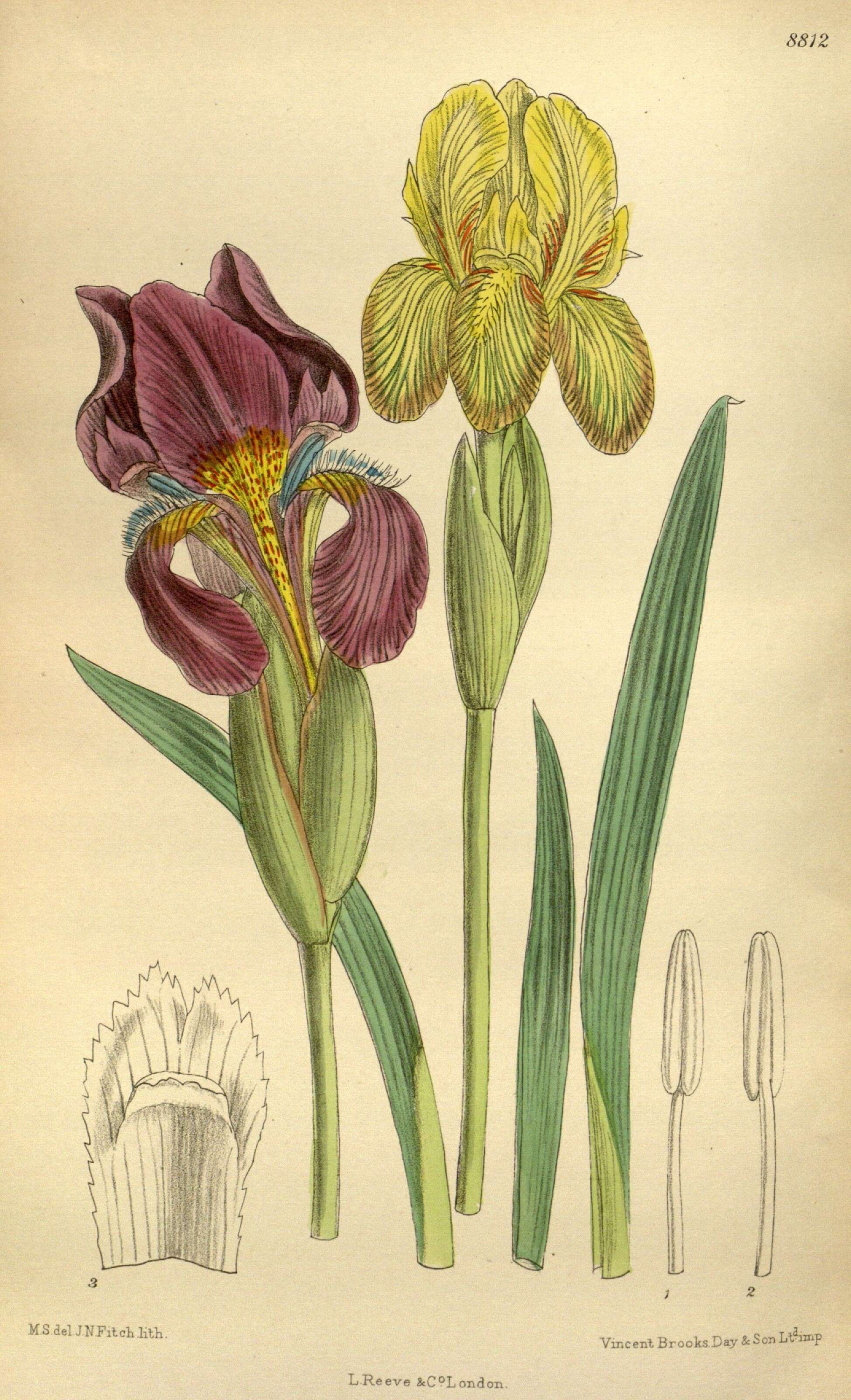 Image of Iris reichenbachii Heuff.