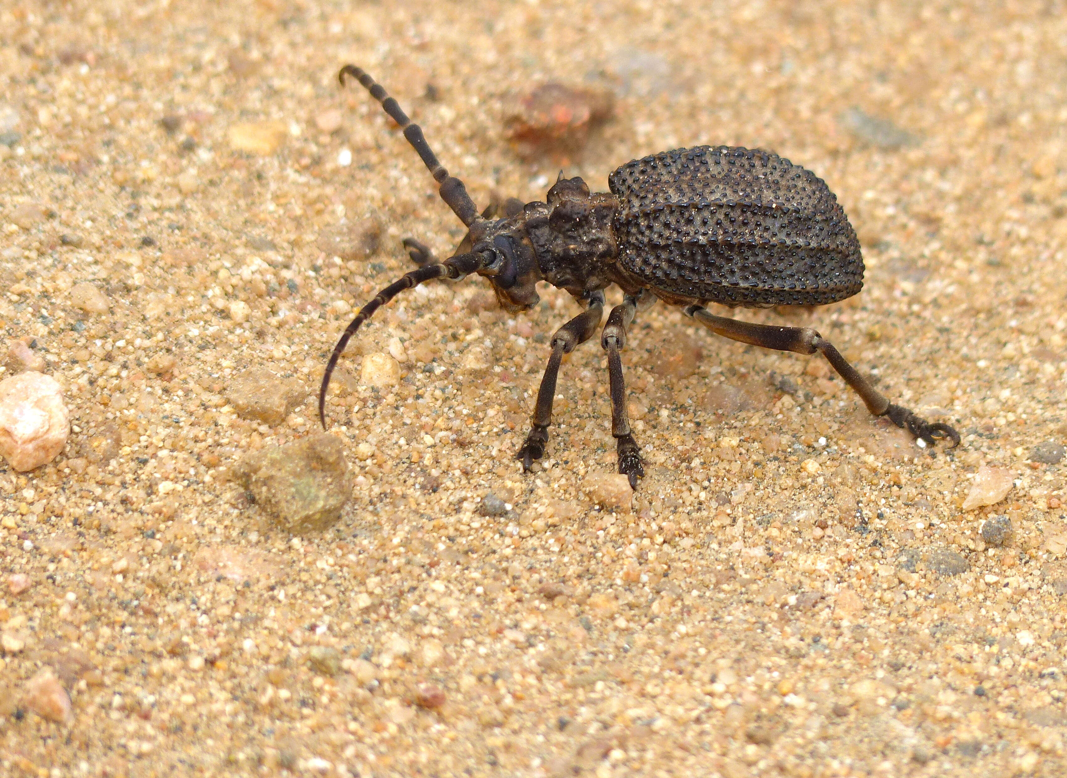 Image of Phantasis gigantea (Guérin-Méneville 1844)