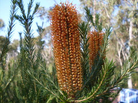 Image of heath-leaf banksia