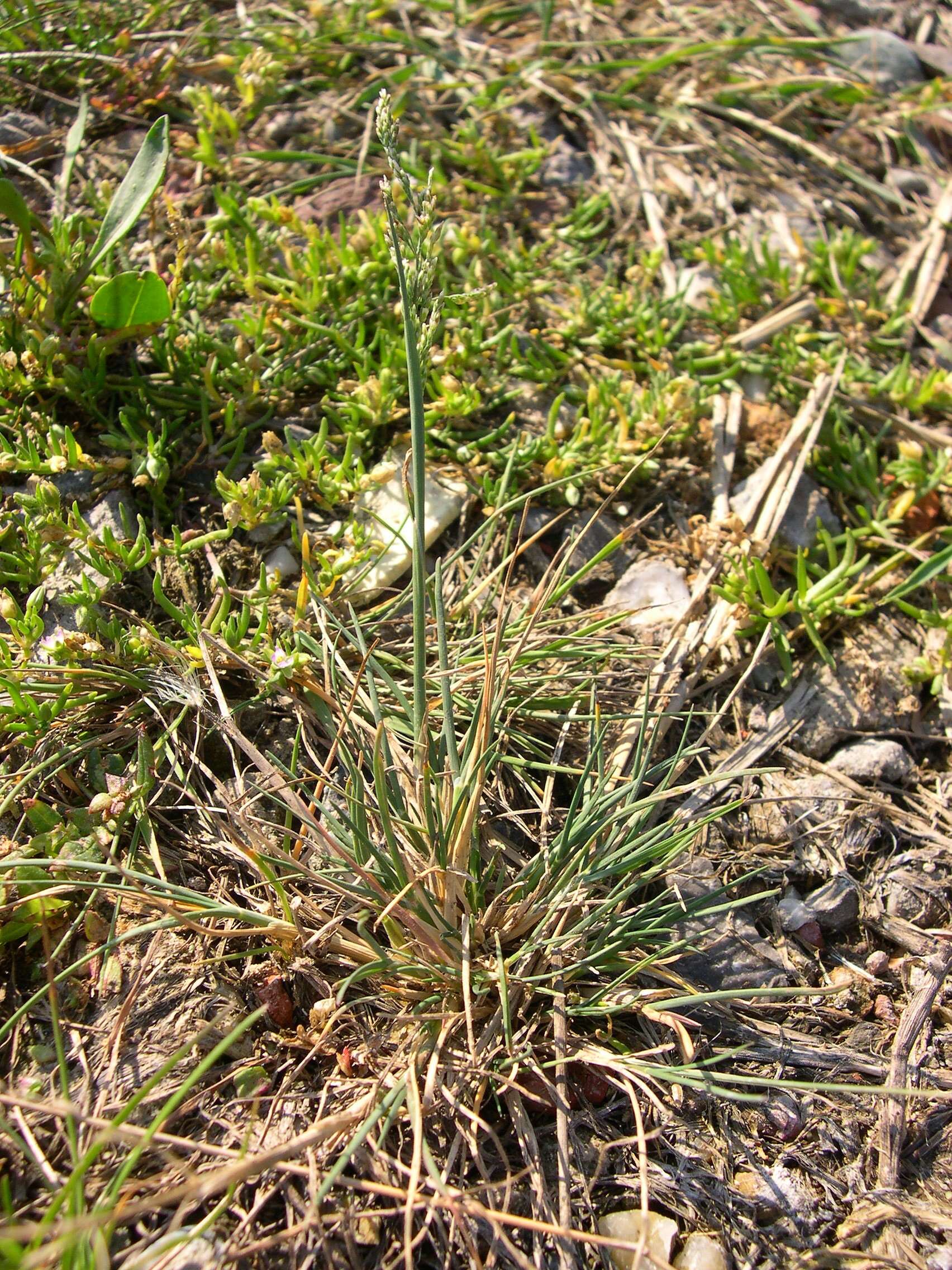 Imagem de Puccinellia fasciculata (Torr.) E. P. Bicknell