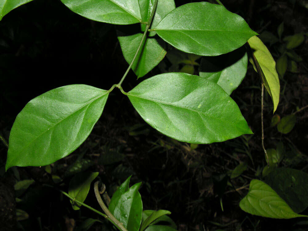 Tassadia obovata Decne.的圖片