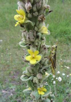 Image of Great Mullein