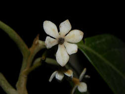 Image of Pleurothyrium golfodulcense W. Burger & N. Zamora