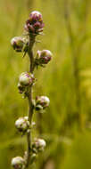 Слика од Liatris aspera Michx.