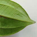 Image of Miconia jucunda (DC.) Triana