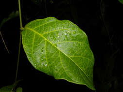 Image de Prestonia longifolia (Sessé & Moç.) J. F. Morales