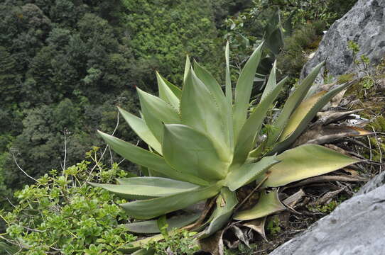 Sivun Agave warelliana De Smet ex T. Moore & Mast. kuva