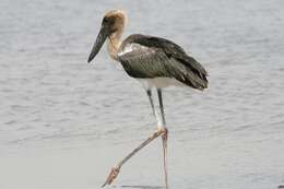 Image of Black-necked Stork